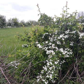 Hawthorn Blossom Walk