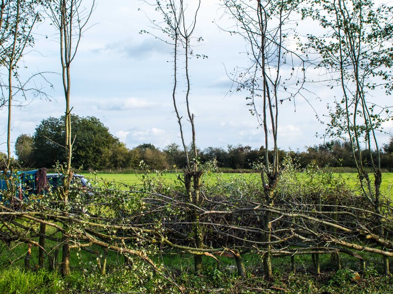 Hedge Landscape