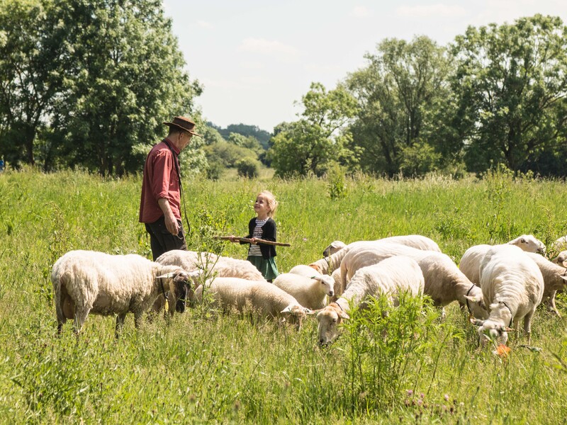 The shepherd with his Maasheggen flock